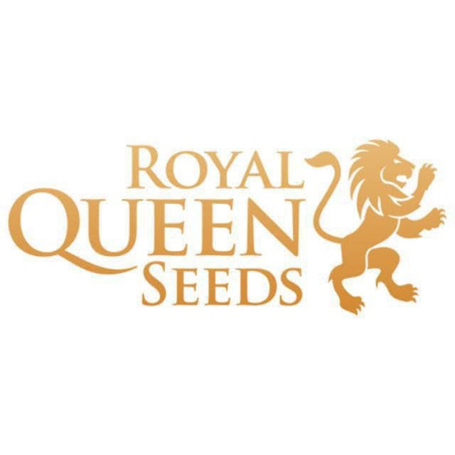 Royal QUEEN Seeds