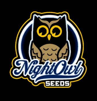 Night Out Seeds